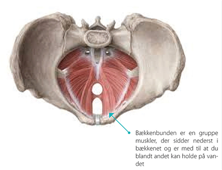 baekken-muskler