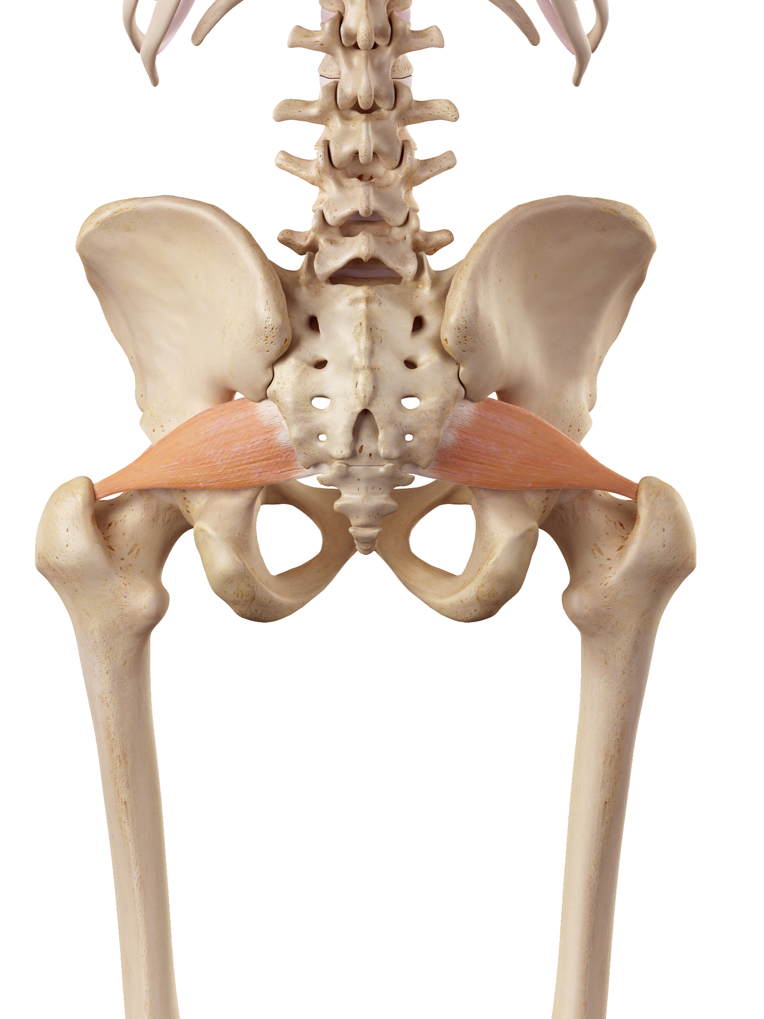 piriformis